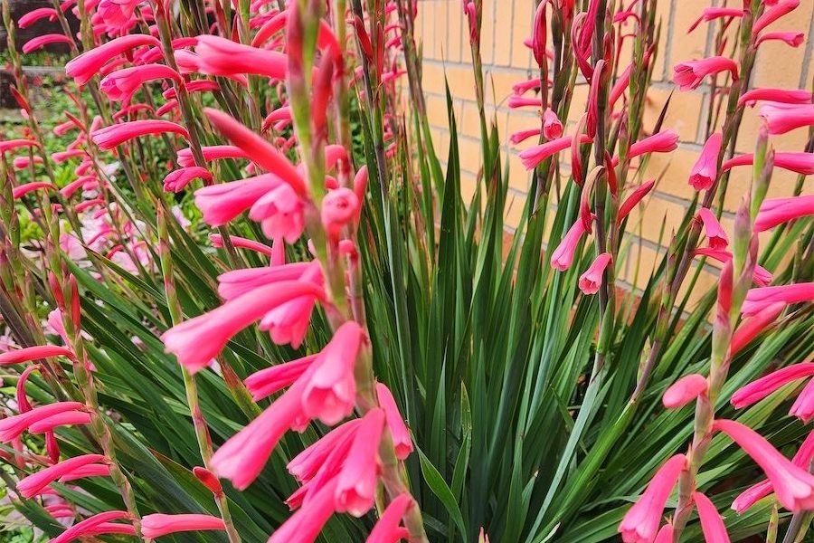 Watsonias come with a lot of pluses