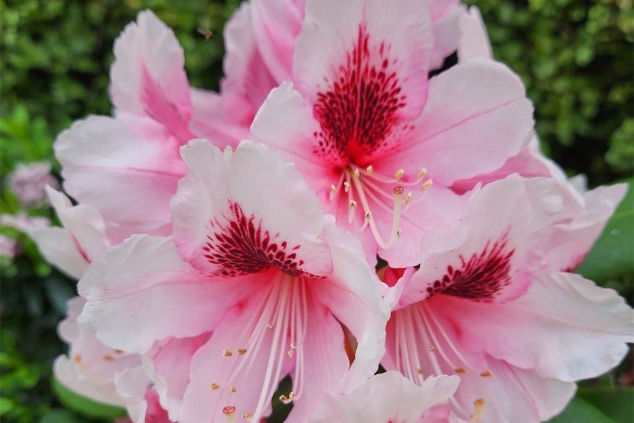 Big rhododendrons put on a show