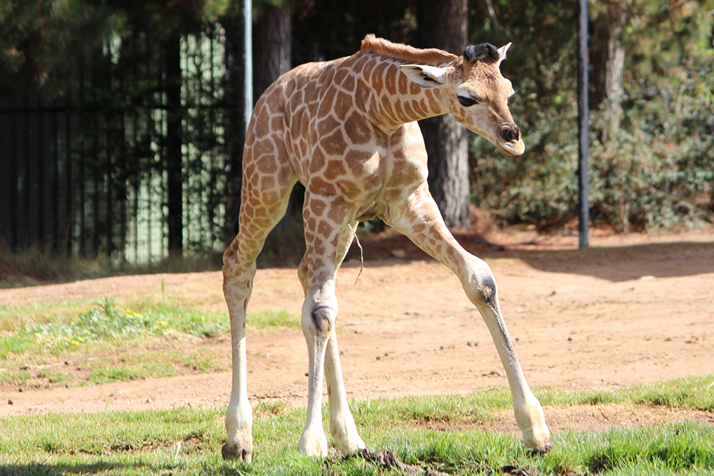 Zoo welcomes new giraffe baby, Mkali