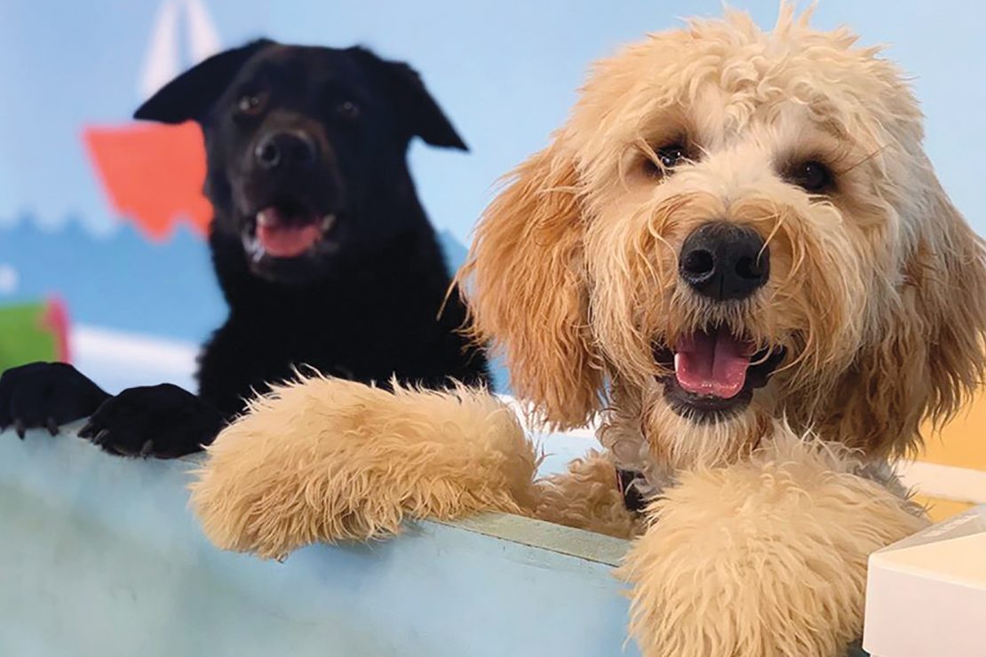 Here’s the science to making a dog happy