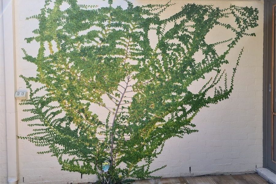 Favourite climber for small spaces