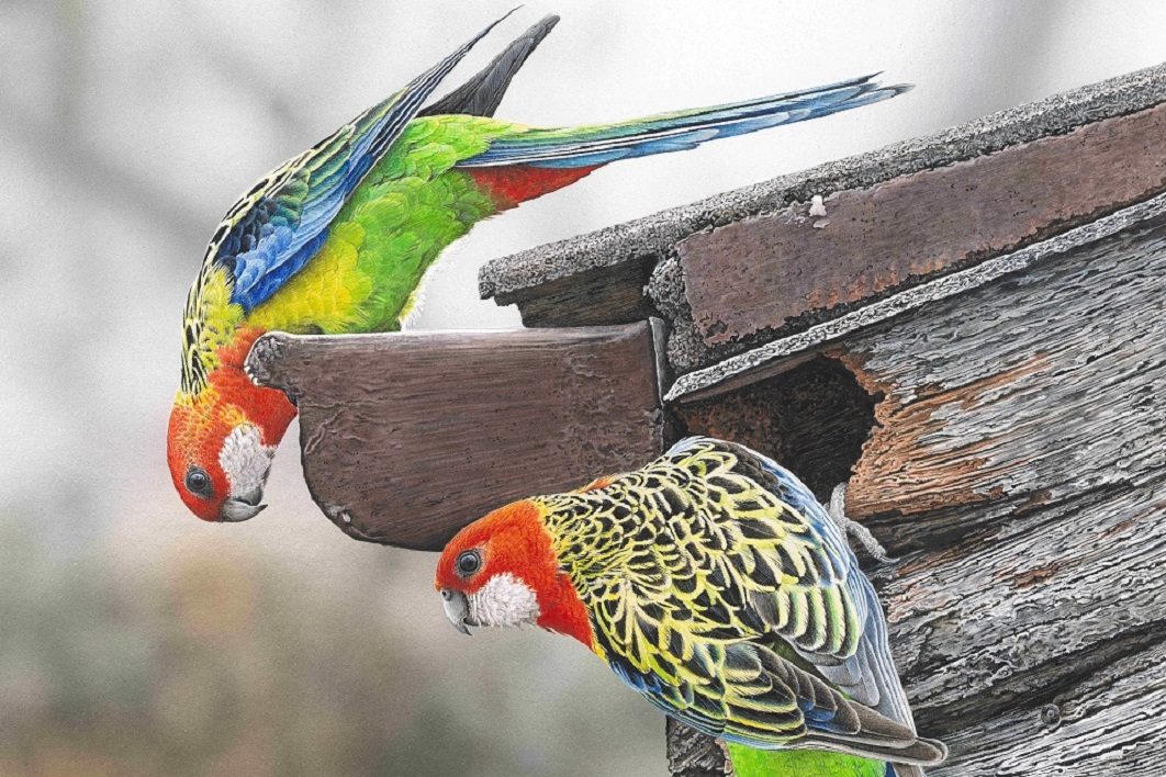 Rosella painting catches the judge’s eye