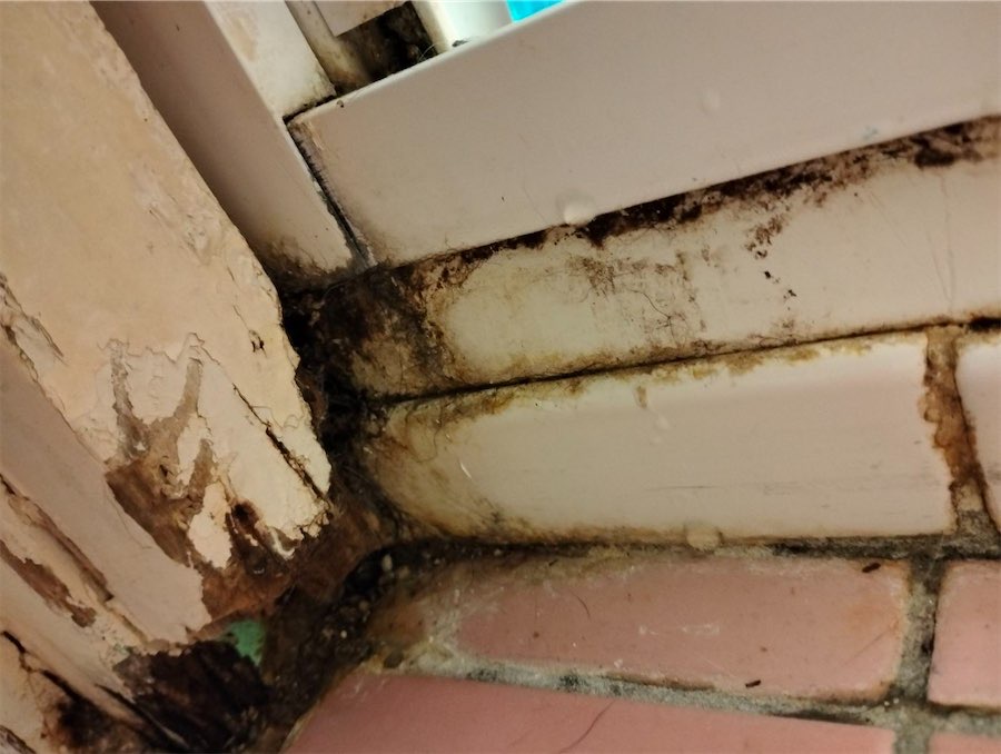 ‘The inspector vomited not once, but three times’ 