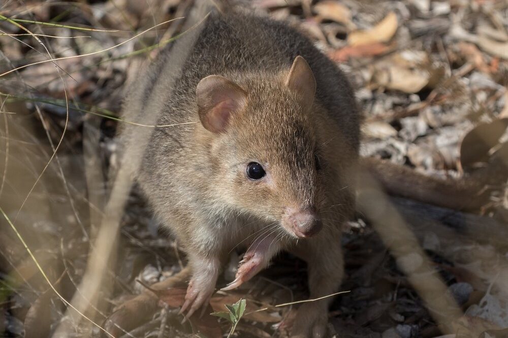 Small bettong boost for Mulligan’s Flat