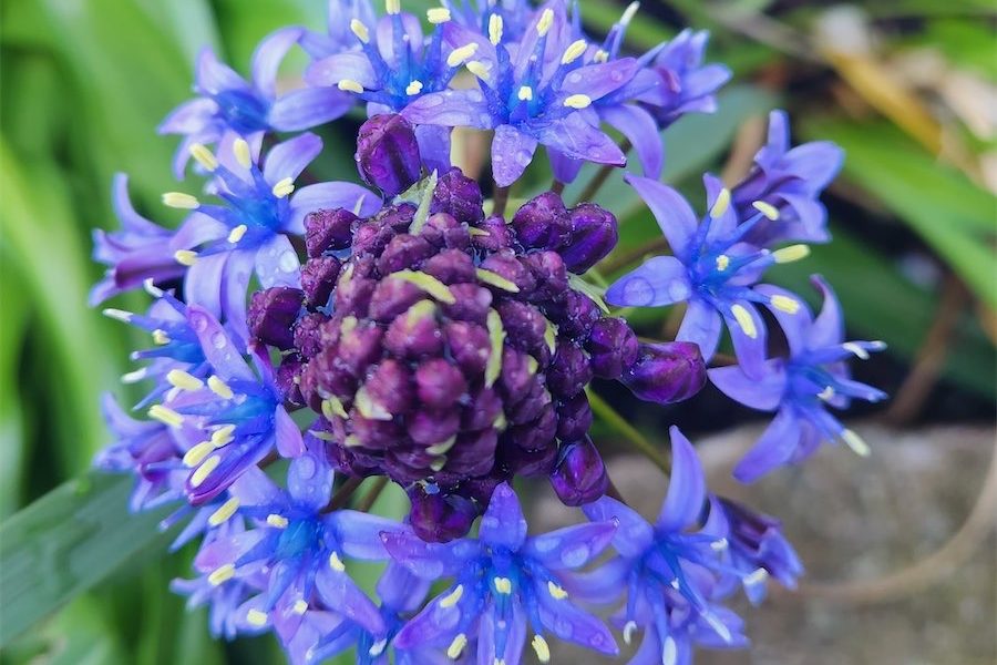 Spring bulbs still need attention