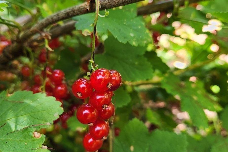 More sun means more currants