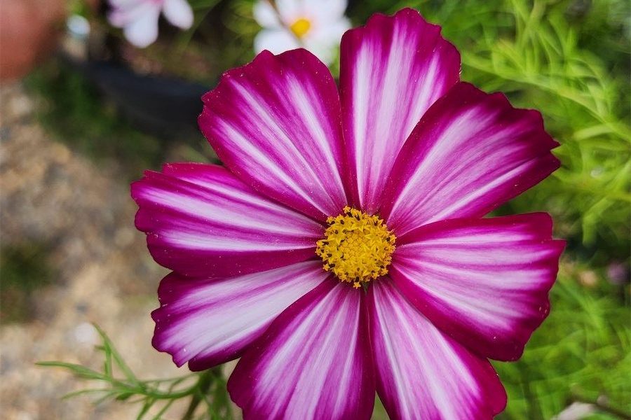 Annuals that bring in the bees