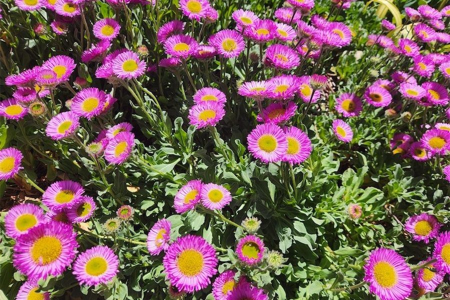 Bright, cheery and putting on a show