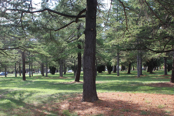 Rain postpones park’s centenary party