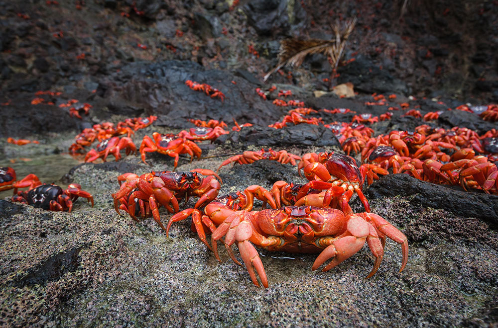 Claws out: booming population of red crabs on the march