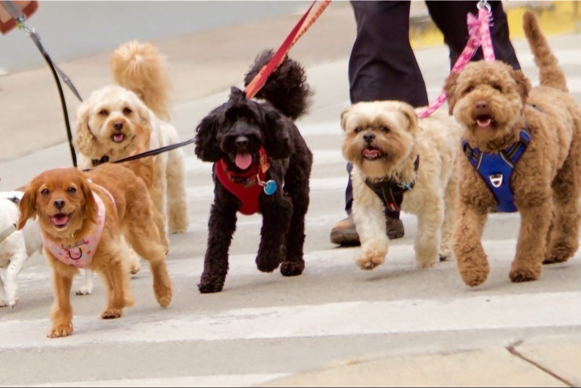 Daisy takes top name for dogs