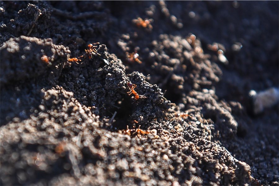 Invasive fire ants continue march into inner-city park