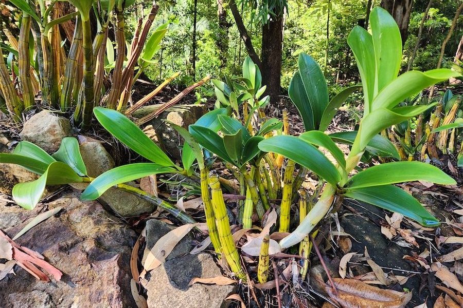 Rock orchids for the understorey