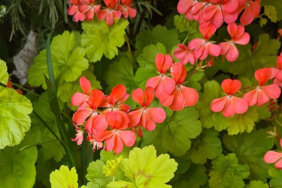 In praise of popular pelargoniums
