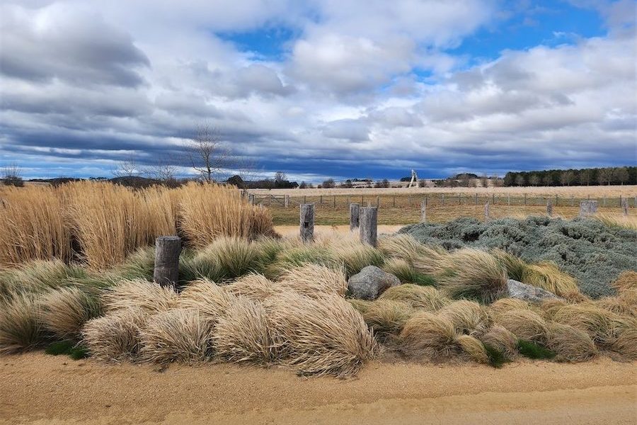 Ornamental grasses with colour and interest