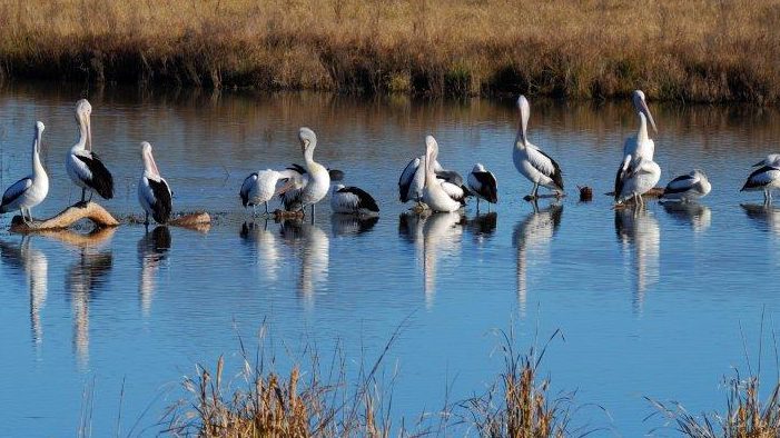 World Wetlands Day: something special for Canberra?