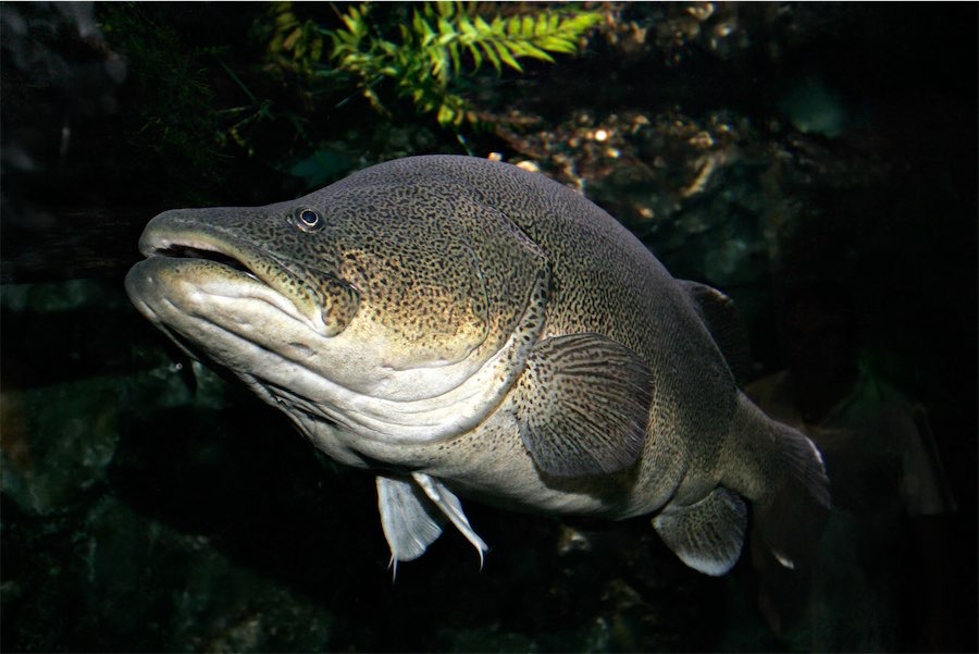 Native fish numbers get a boost
