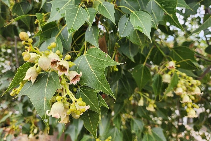 Tree planting slows in face of challenges, says auditor