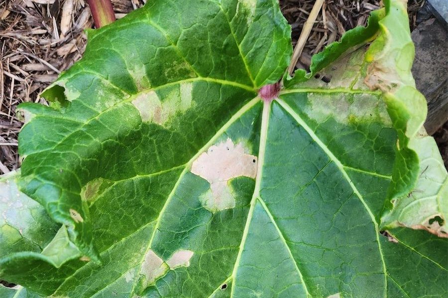 When growing rhubarb’s on the run