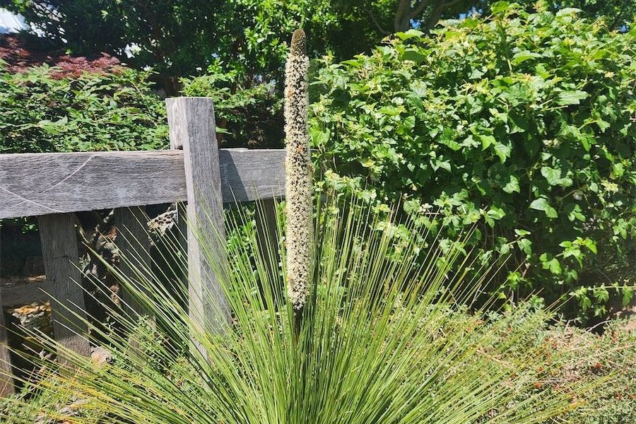 Good gracious, it’s a grass tree