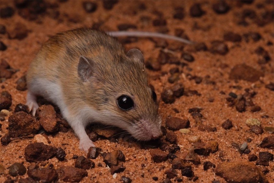 Researchers discover new native mice