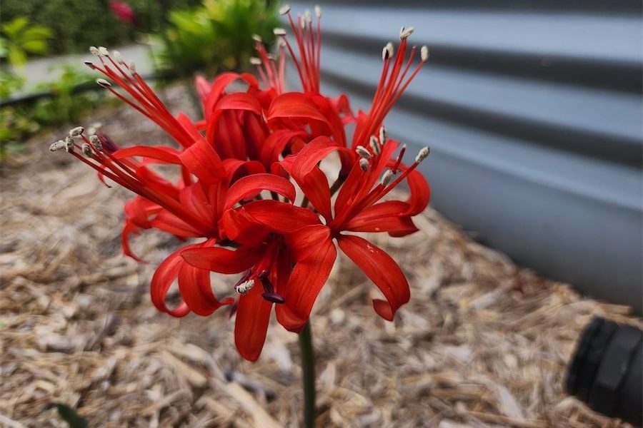 Soil cools as the autumn bulbs begin