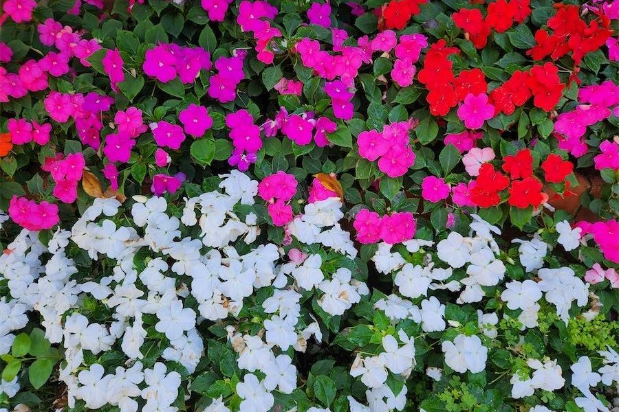 Perennials perfect for potted colour