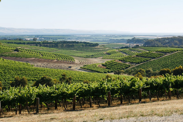 Grim outlook for wine, but on the other hand…