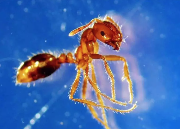 Authorities cop fire over response to ant ‘super pest’