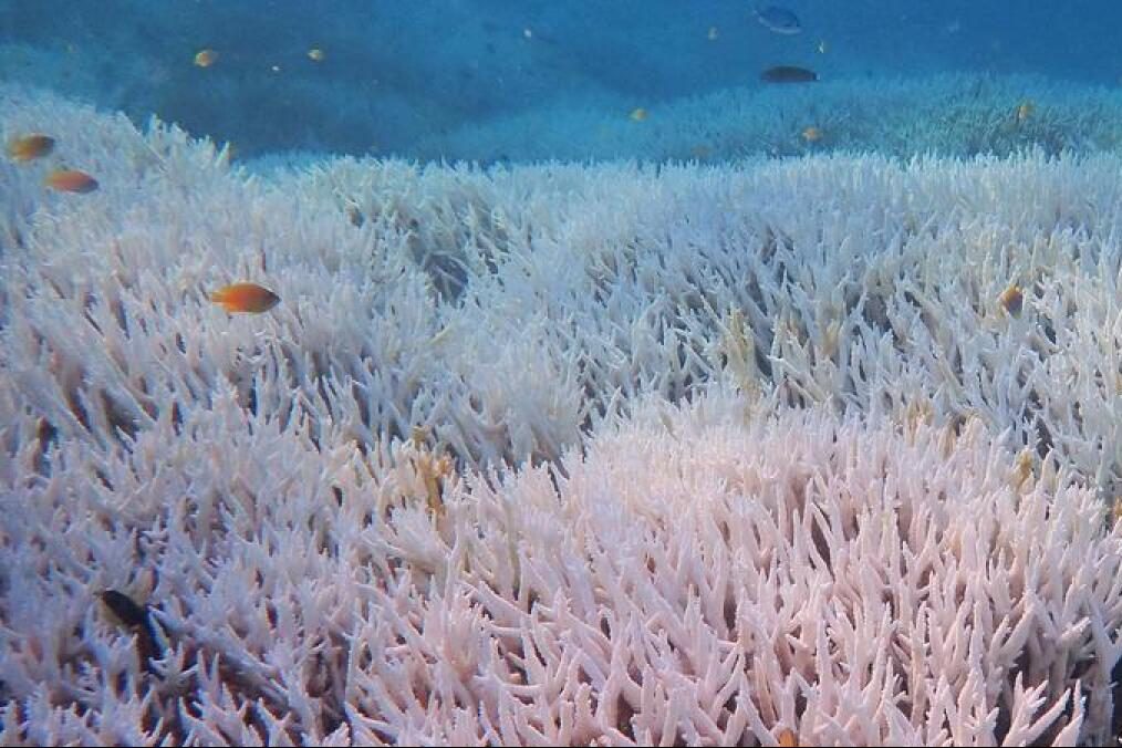Untouched reefs cop record bleaching in intense heat
