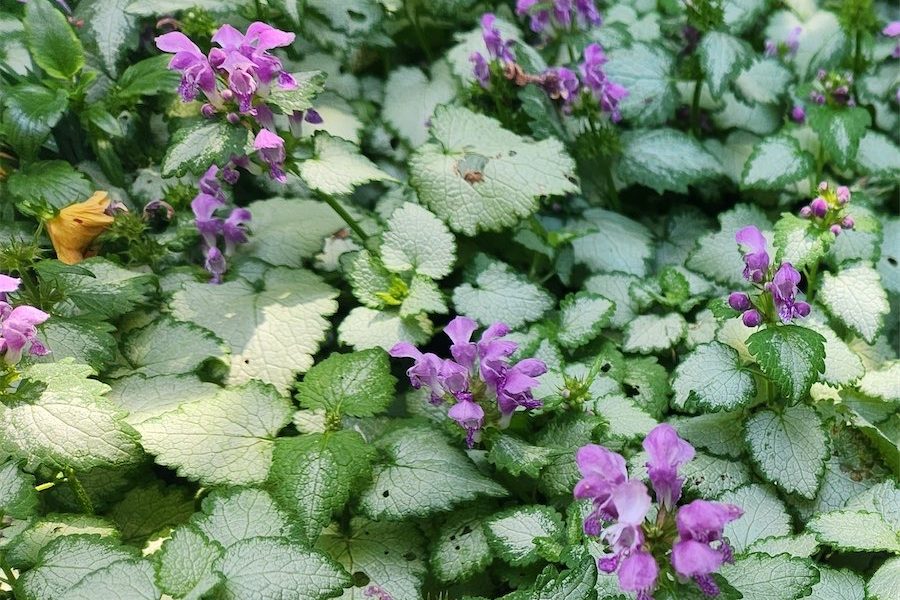 The plant peril that comes in yellow