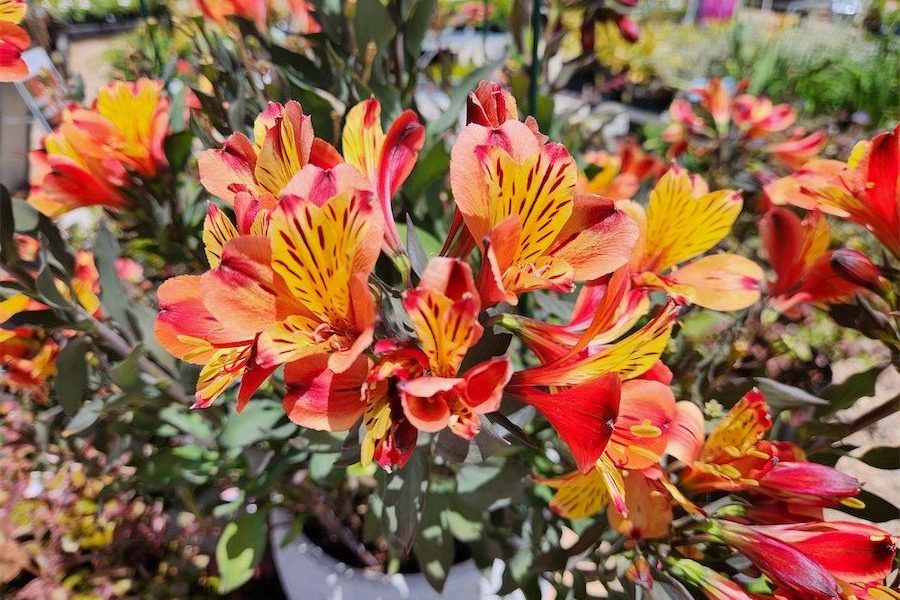Here’s a great filler in a summer garden