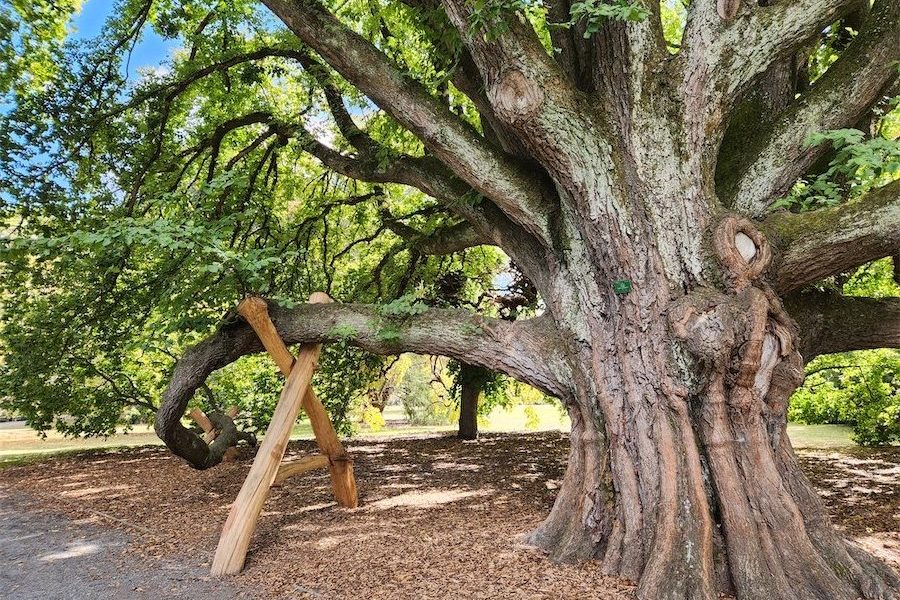 Planting trees take time and thought