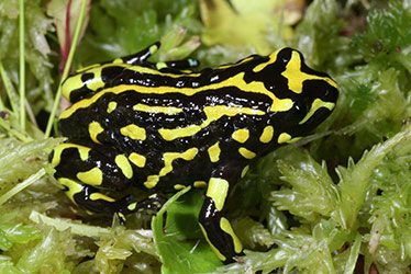 ‘Lost’ frogs sighted for first time in five years