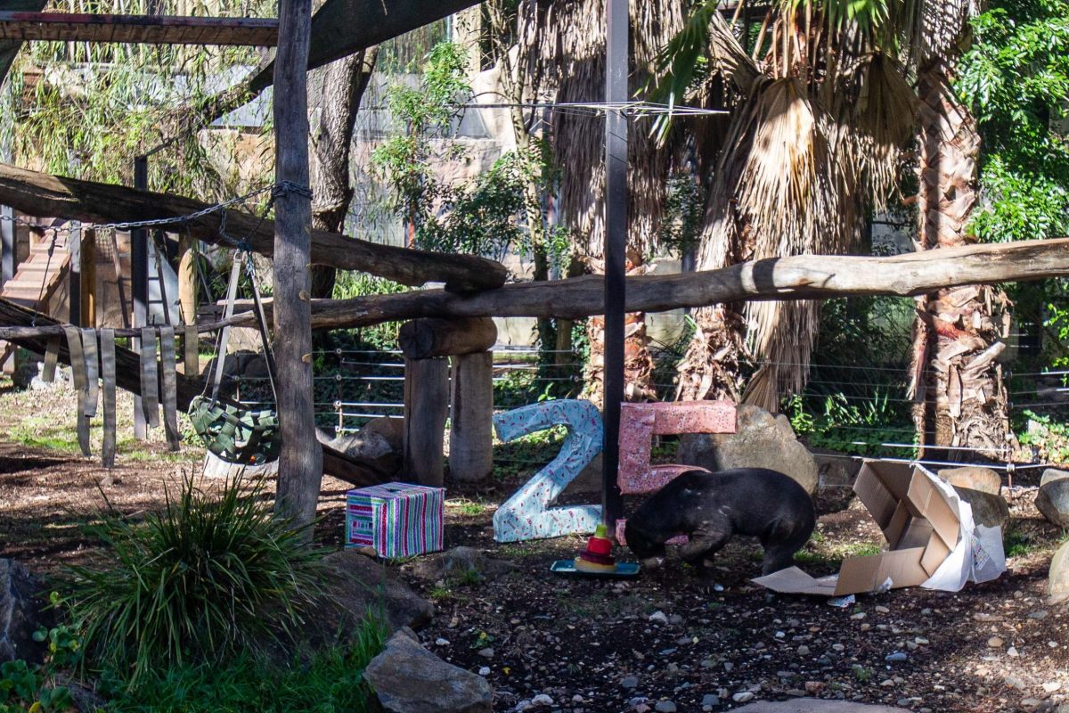 Big birthday for a little sun bear