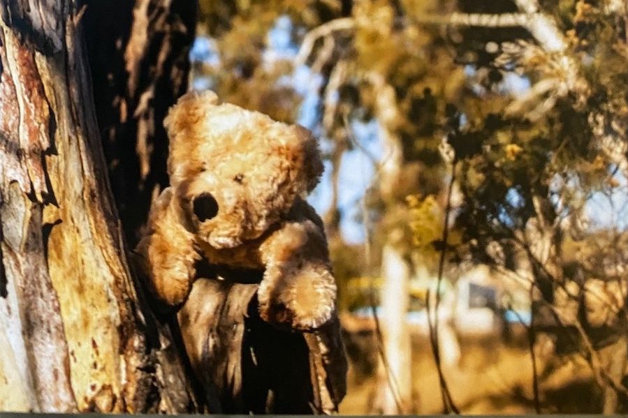 Those teddies in trees, what’s that all about?
