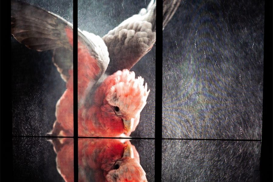 Feeling nature’s awe in the Temple of birds