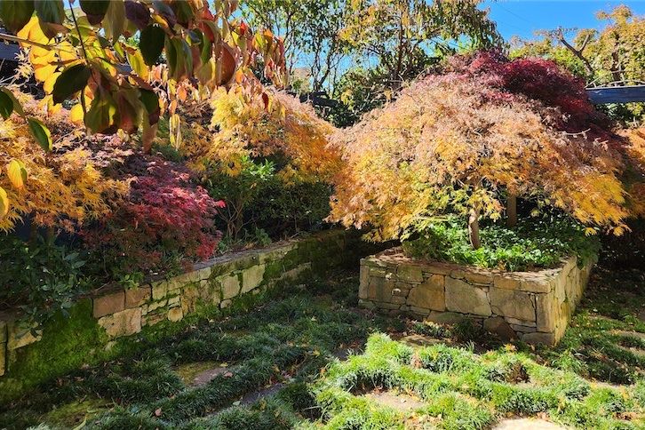 The all-round, great small tree for a suburban garden