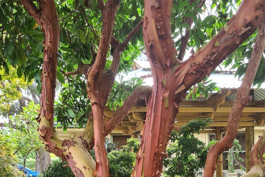 The tree that unpacks its colourful trunk