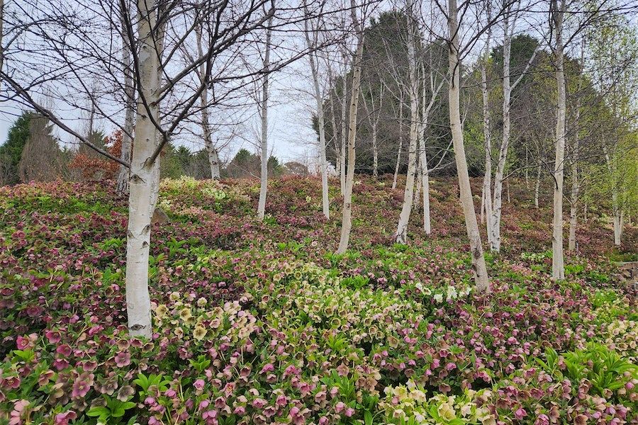 Is it time to prune… or not?