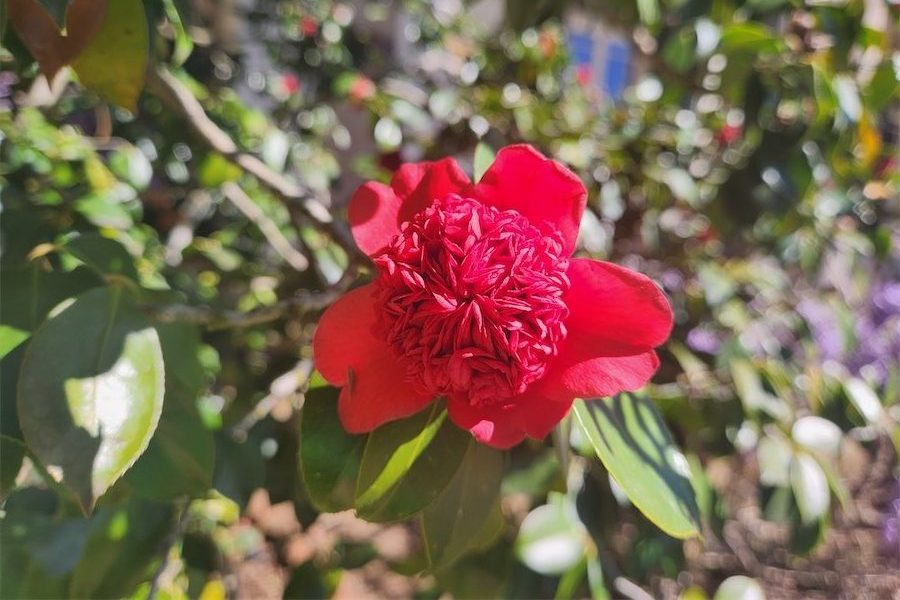 Make the best of bloomin’ winter