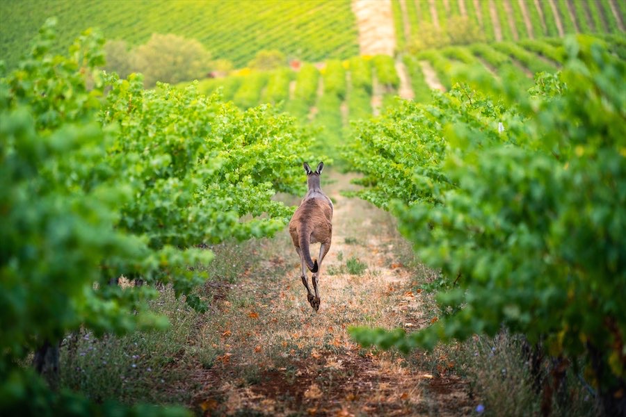 Help for wineries, but not Canberra’s