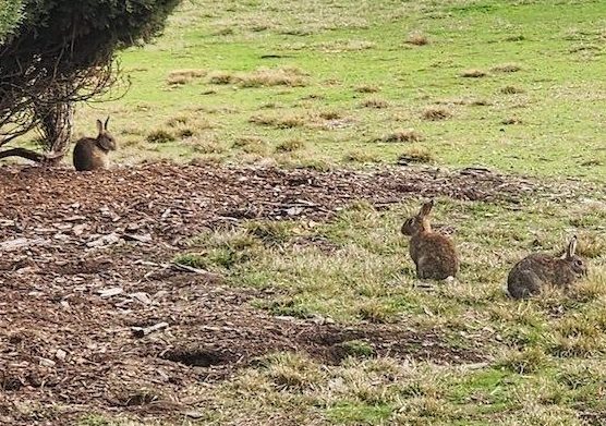 NCA to cull rabbits in the National Triangle