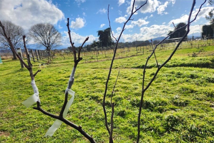 Getting the most out of grafting