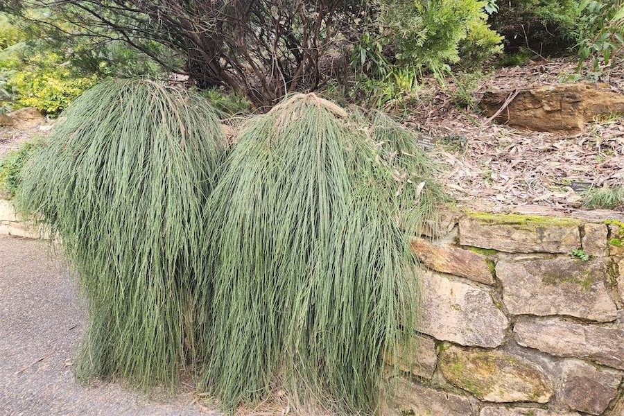 But there’s always room for a casuarina