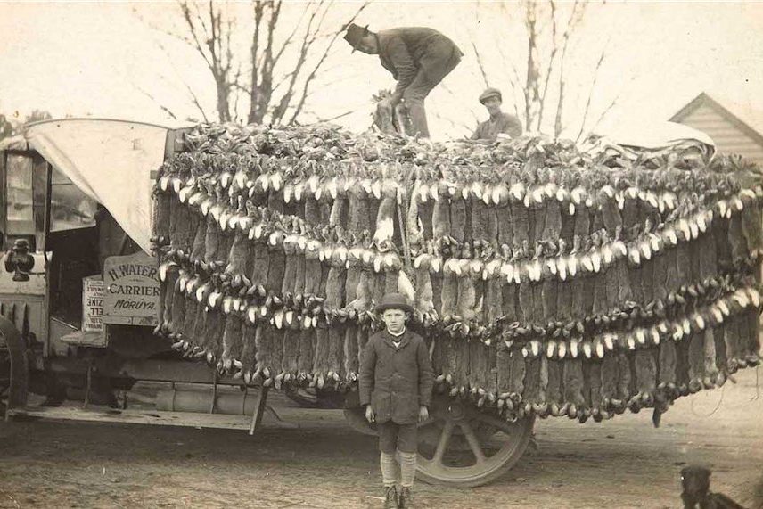 Of rampaging rabbits, crows and culled kangaroos