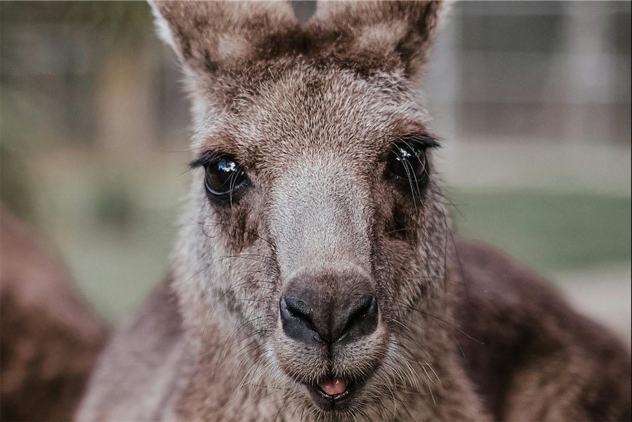 Leave the kangaroo culling to Mother Nature