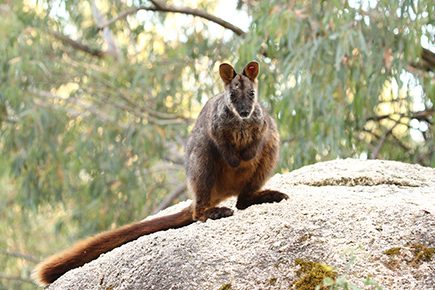 Reserve opens to protect endangered rock wallaby