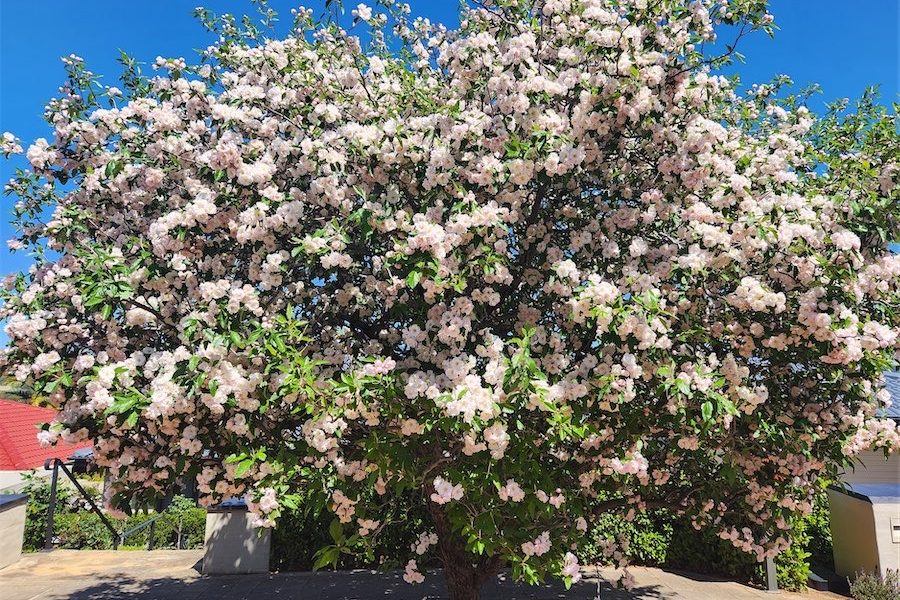 Spring calls for beautiful crab-apple trees