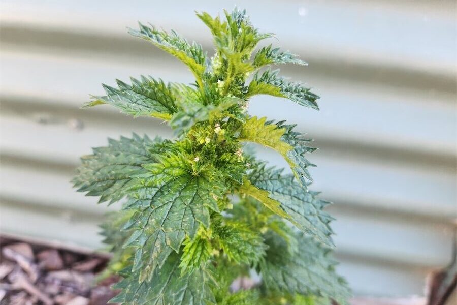 Sting’s the thing when it comes to nettles